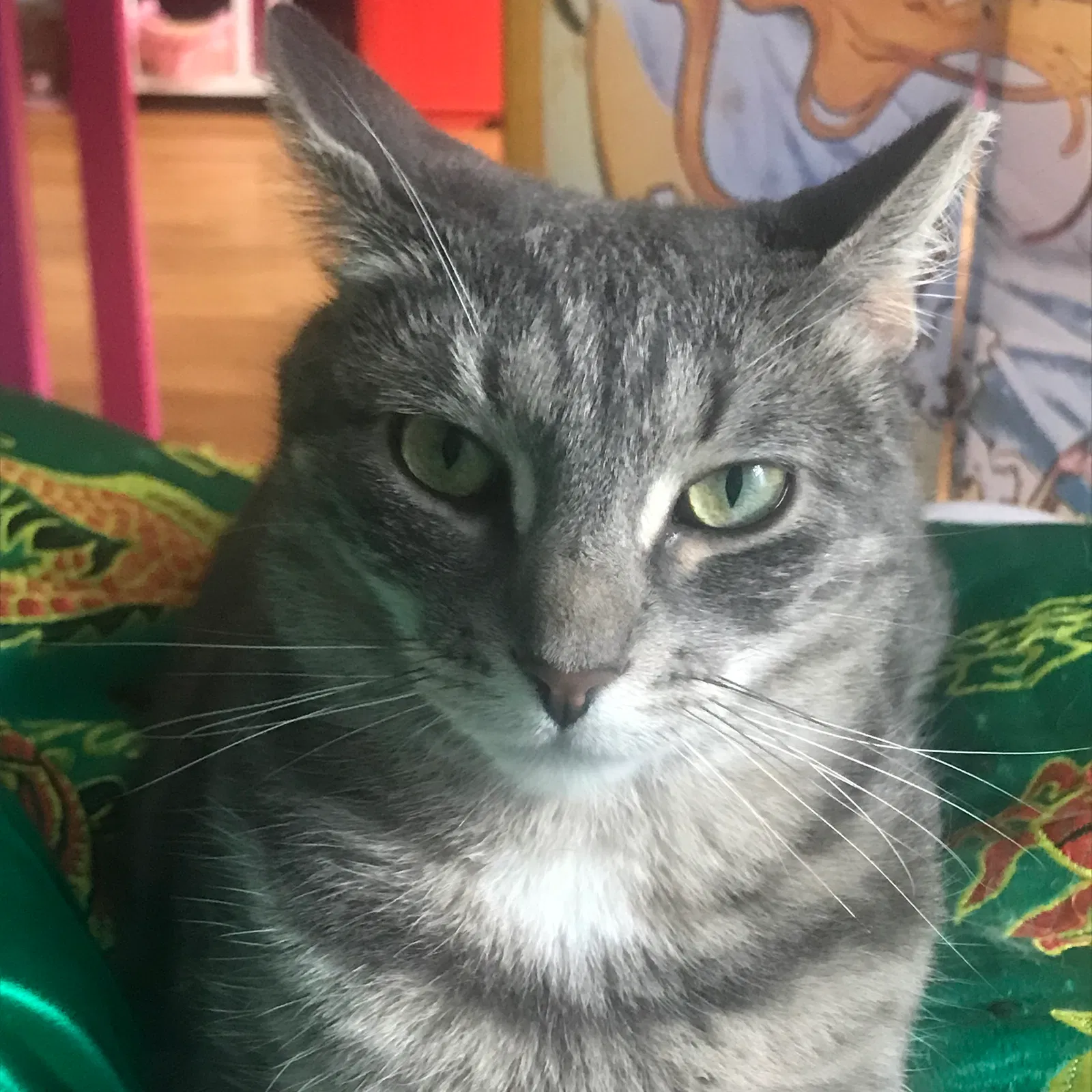 Lost cat in Cambria Heights, NY, 11411