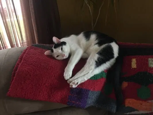Lost cat in Flat Rock, NC, 28731