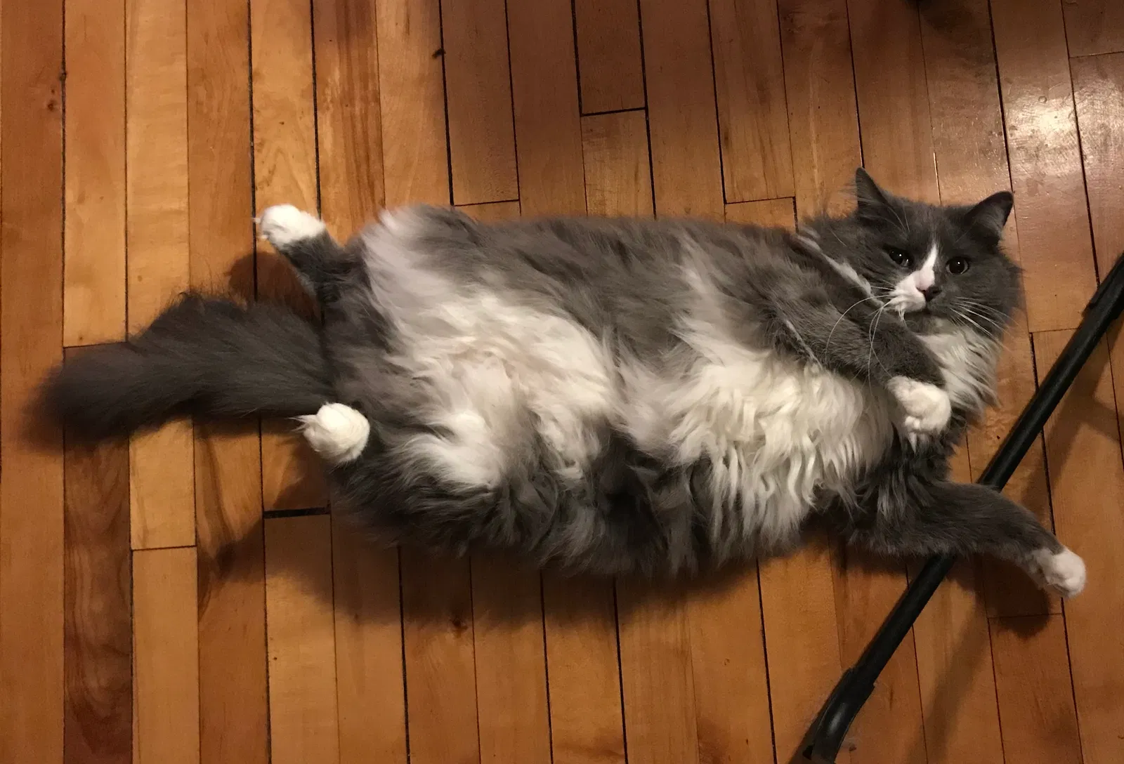 Lost cat in Fergus Falls, MN, 56537