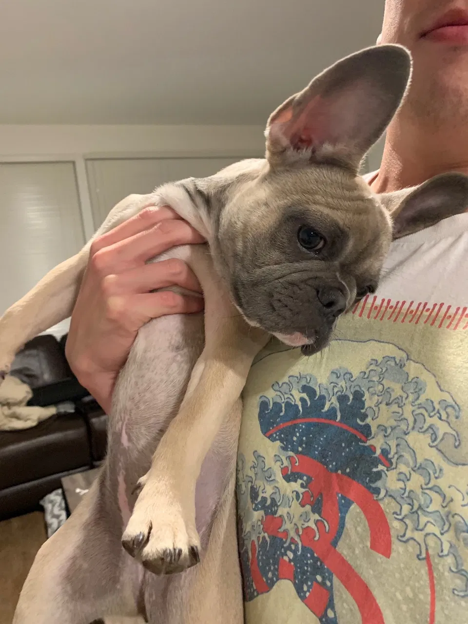 Lost dog in Oakland, CA, 94607