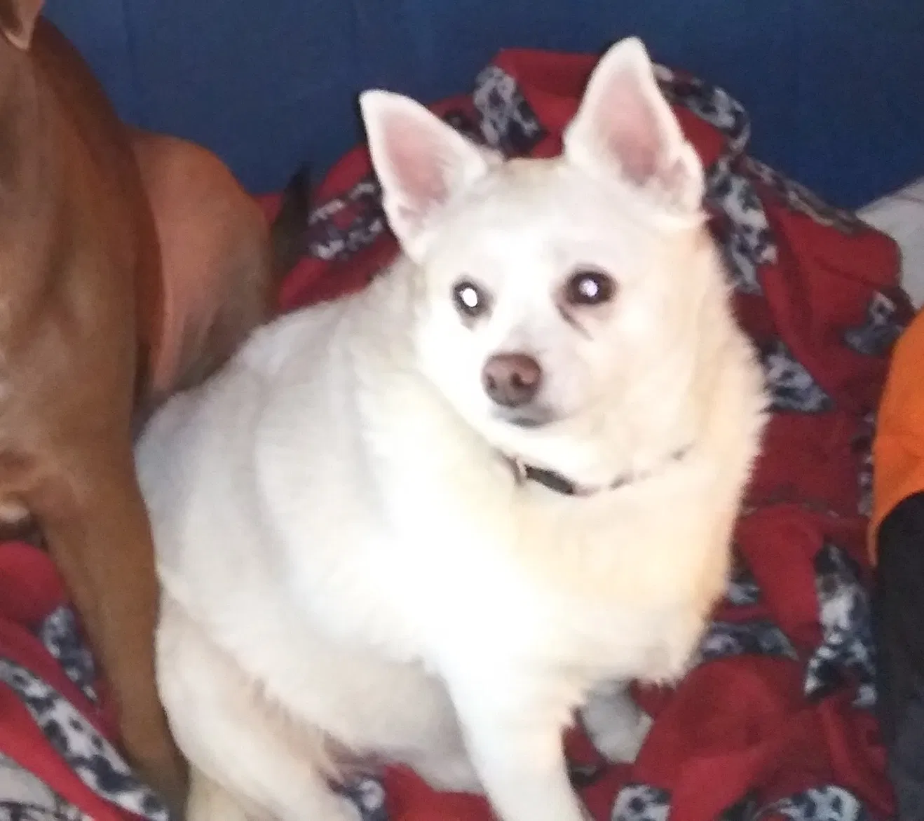 Lost dog in Detroit, MI, 48224