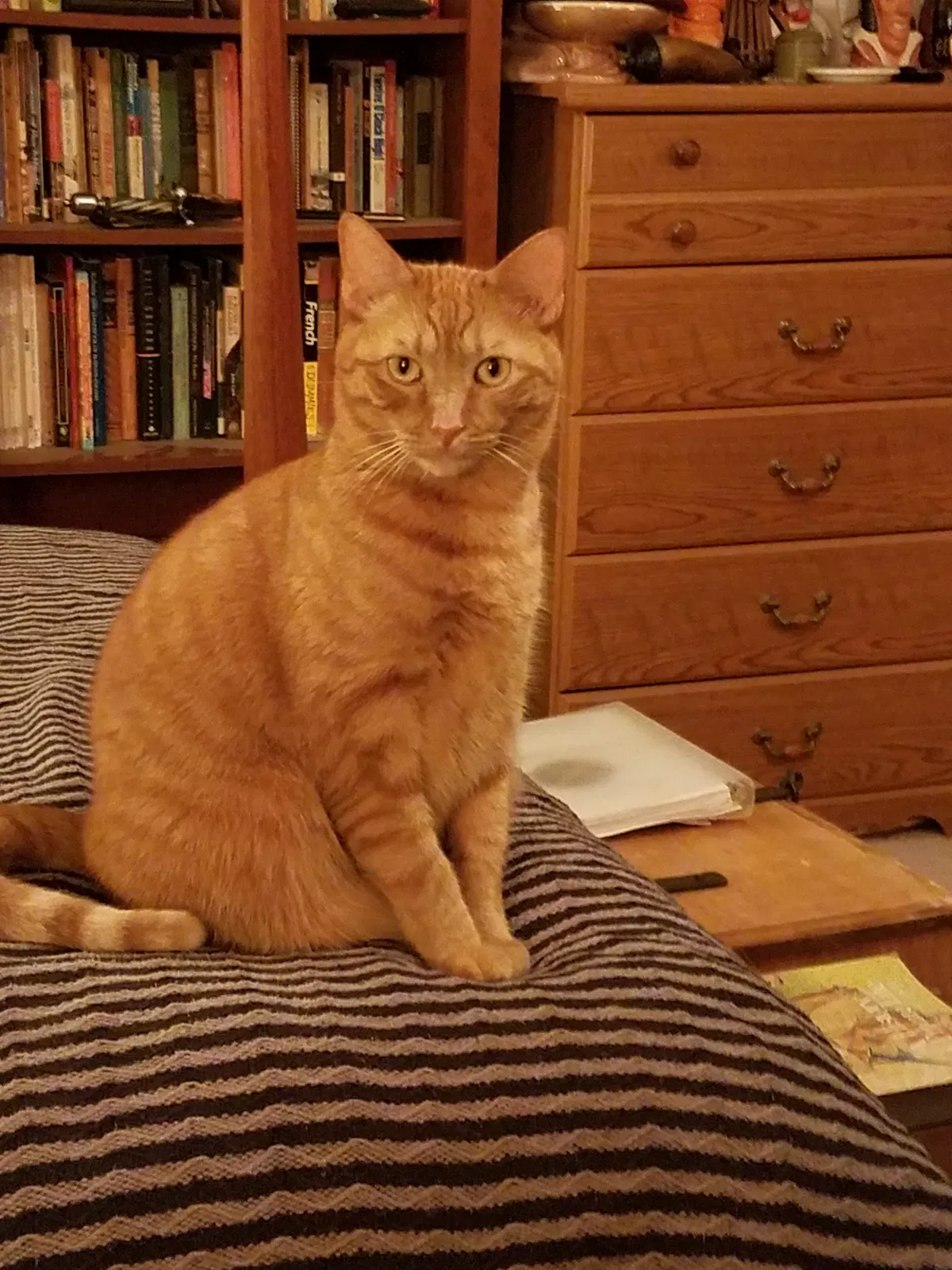 Lost cat in Saint Augustine, FL, 32080