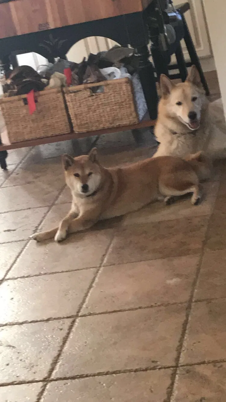 Lost dog in Costa Mesa, CA, 92626