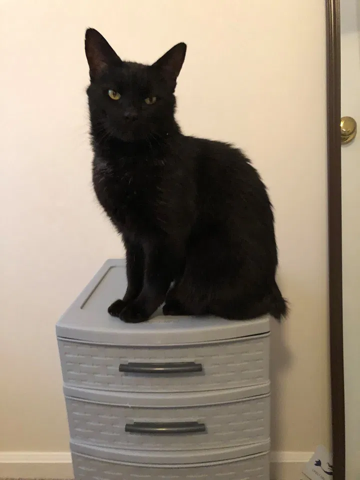 Lost cat in Earlysville, VA, 22936