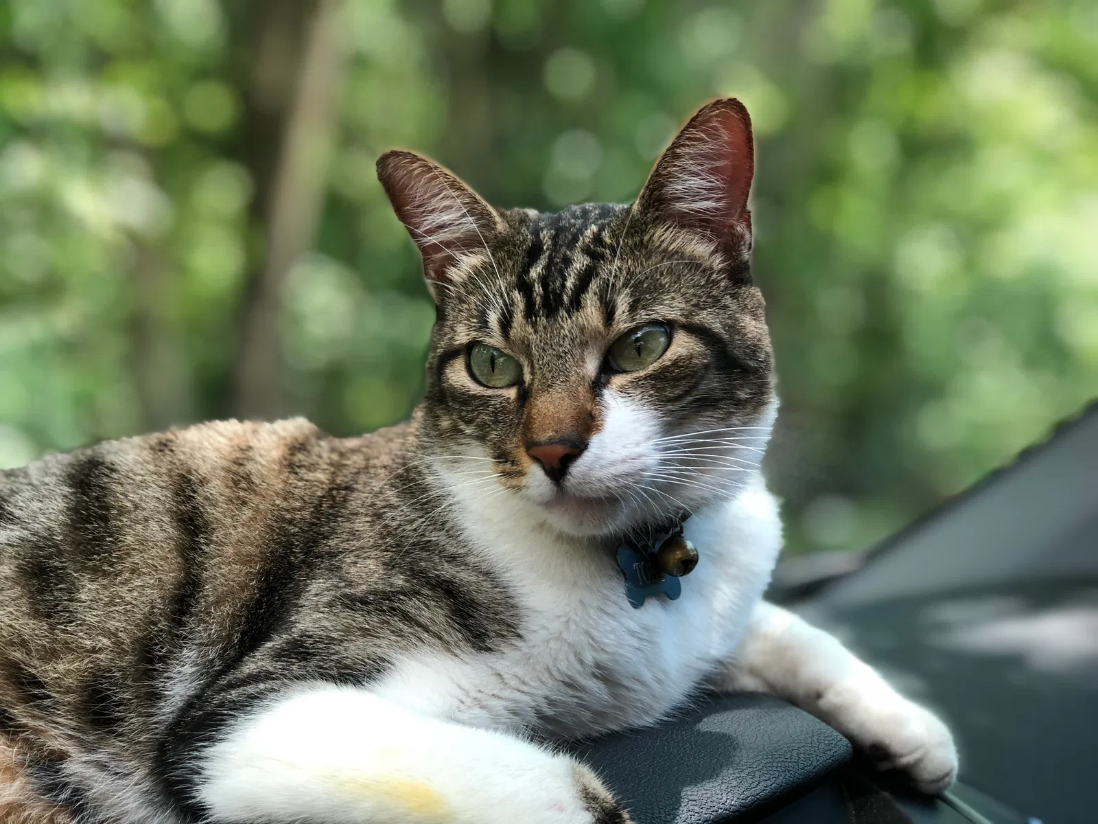Lost cat in Knoxville, TN, 37931