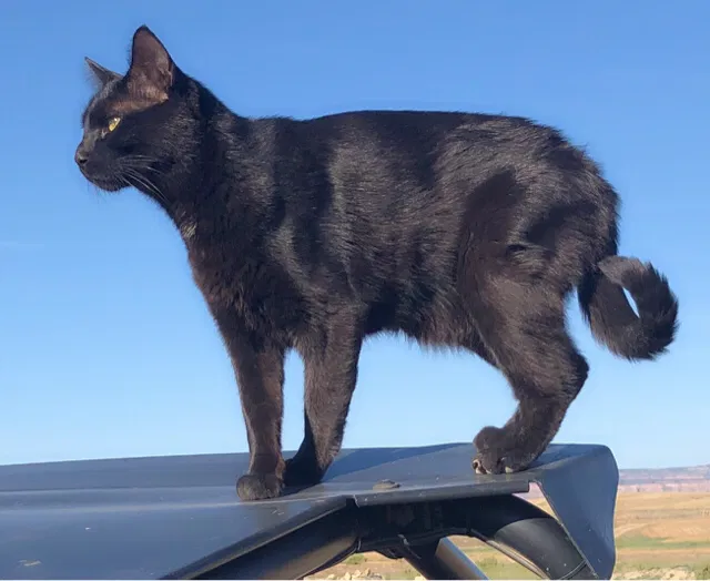 Lost cat in Brighton, CO, 80602