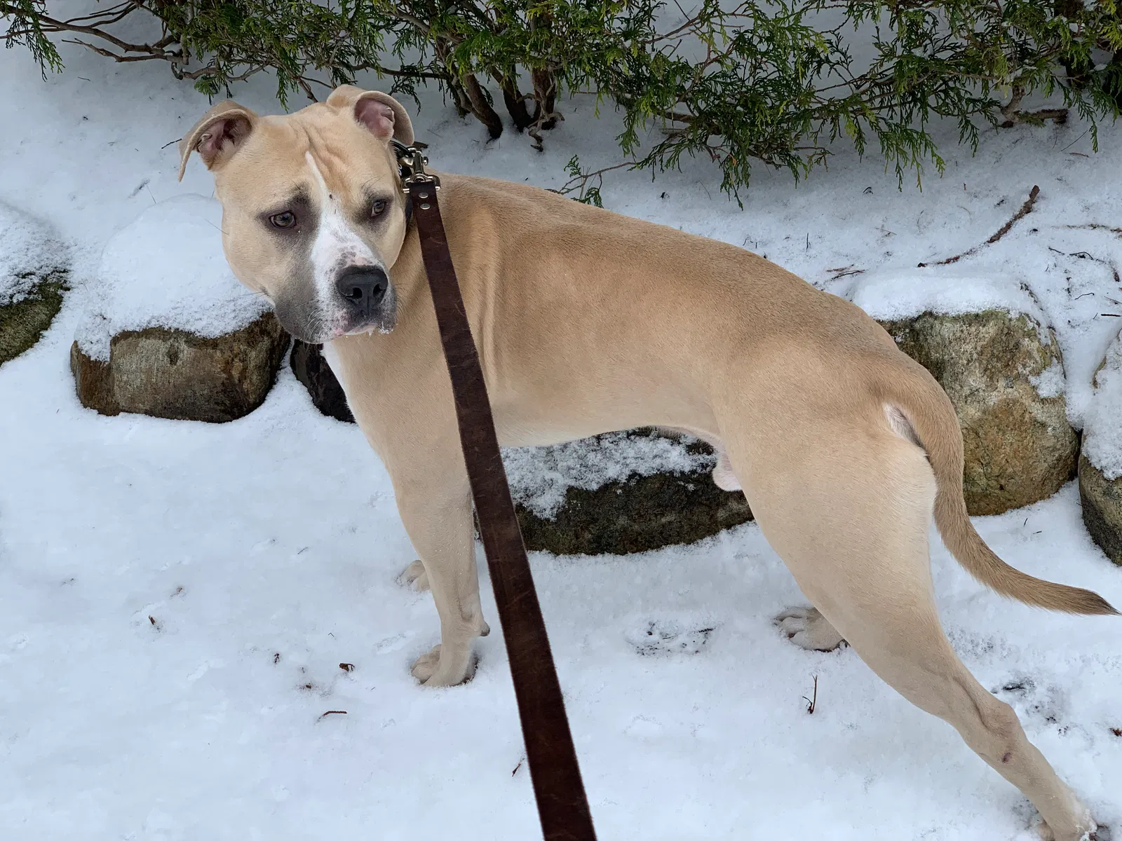 Lost dog in Clarksville, TN, 37043