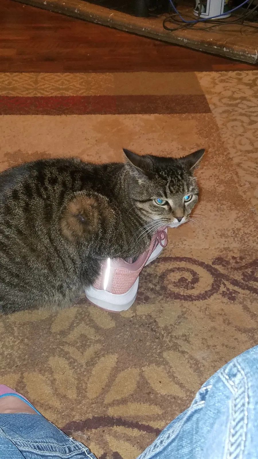 Lost cat in High Ridge, MO, 63049