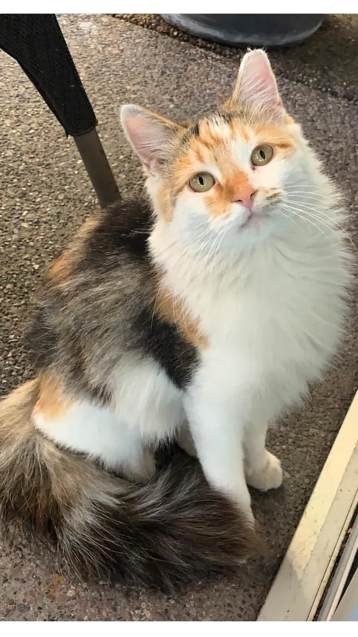 Lost cat in Phoenix, AZ, 85032