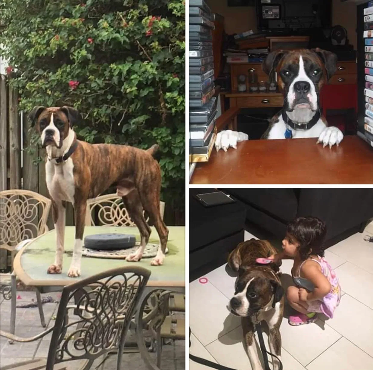 Lost dog in Miami, FL, 33182