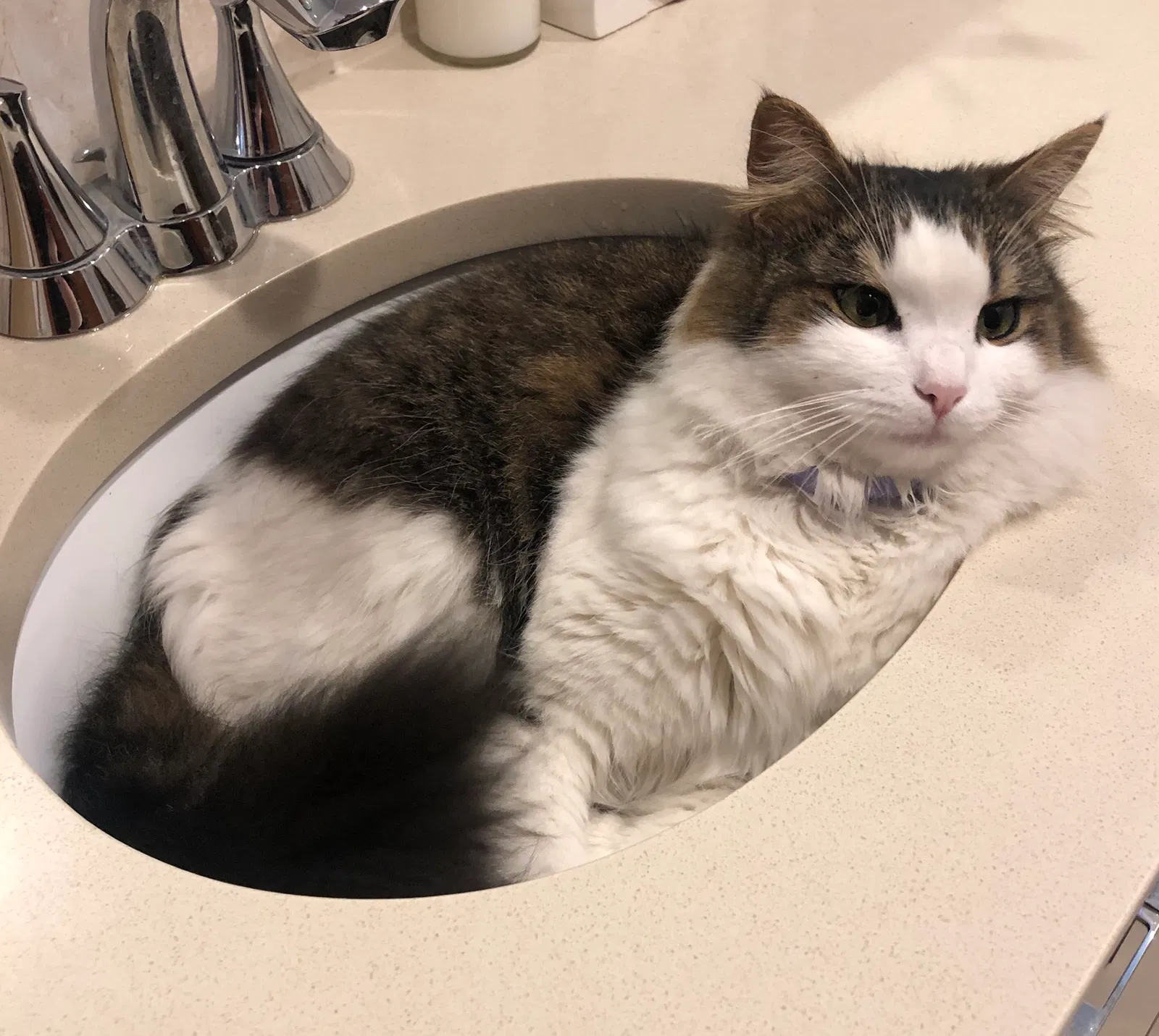 Lost cat in Brooklyn, NY, 11235