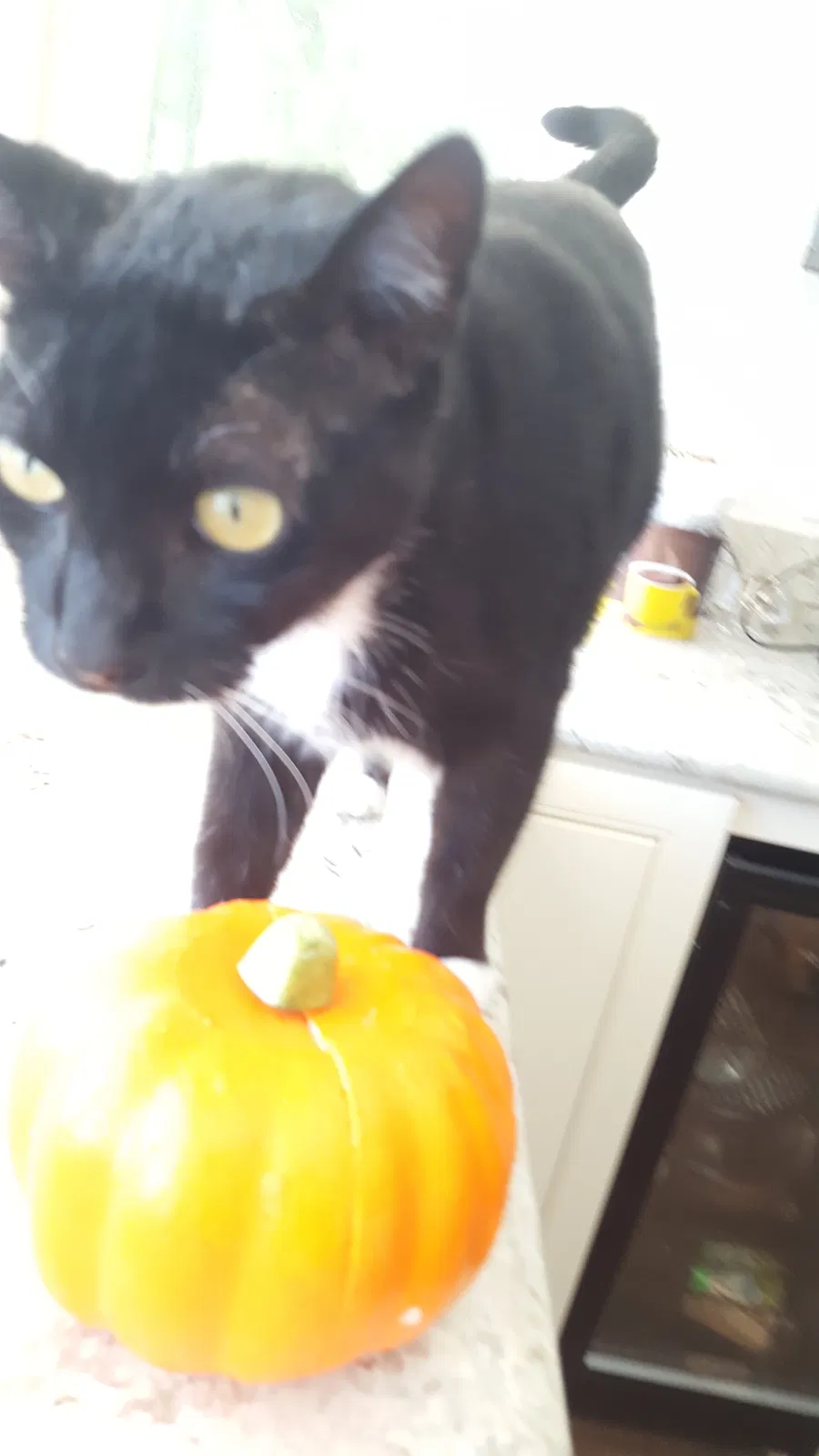 Lost cat in Mission Viejo, CA, 92691
