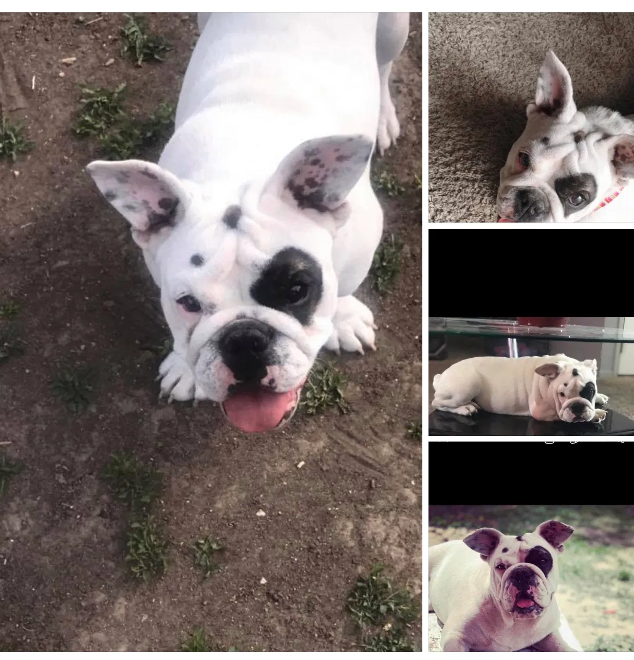 Lost dog in Colorado Springs, CO, 80910