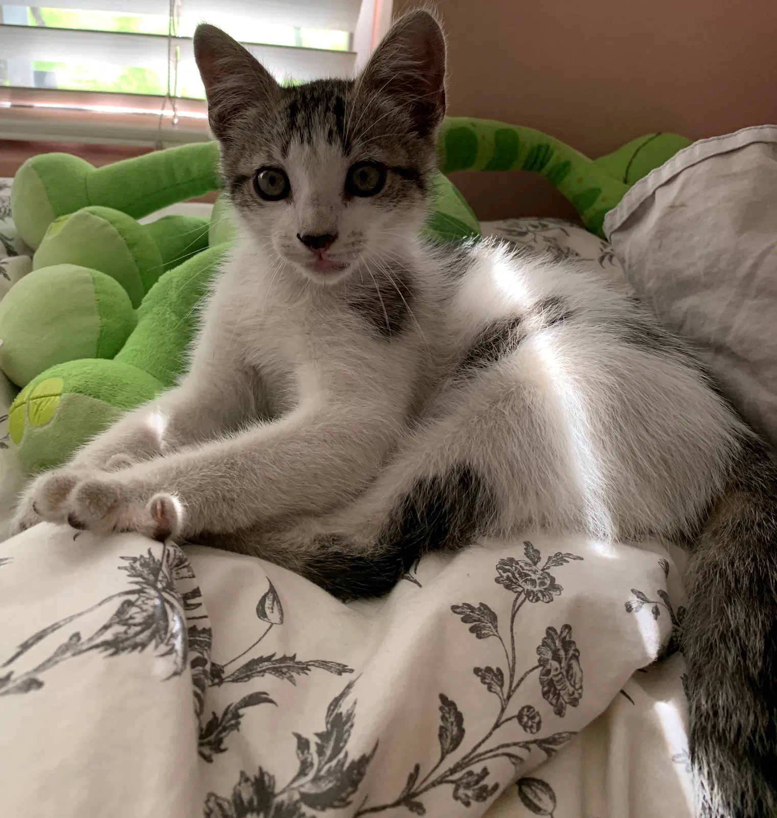 Lost cat in Long Beach, CA, 90810