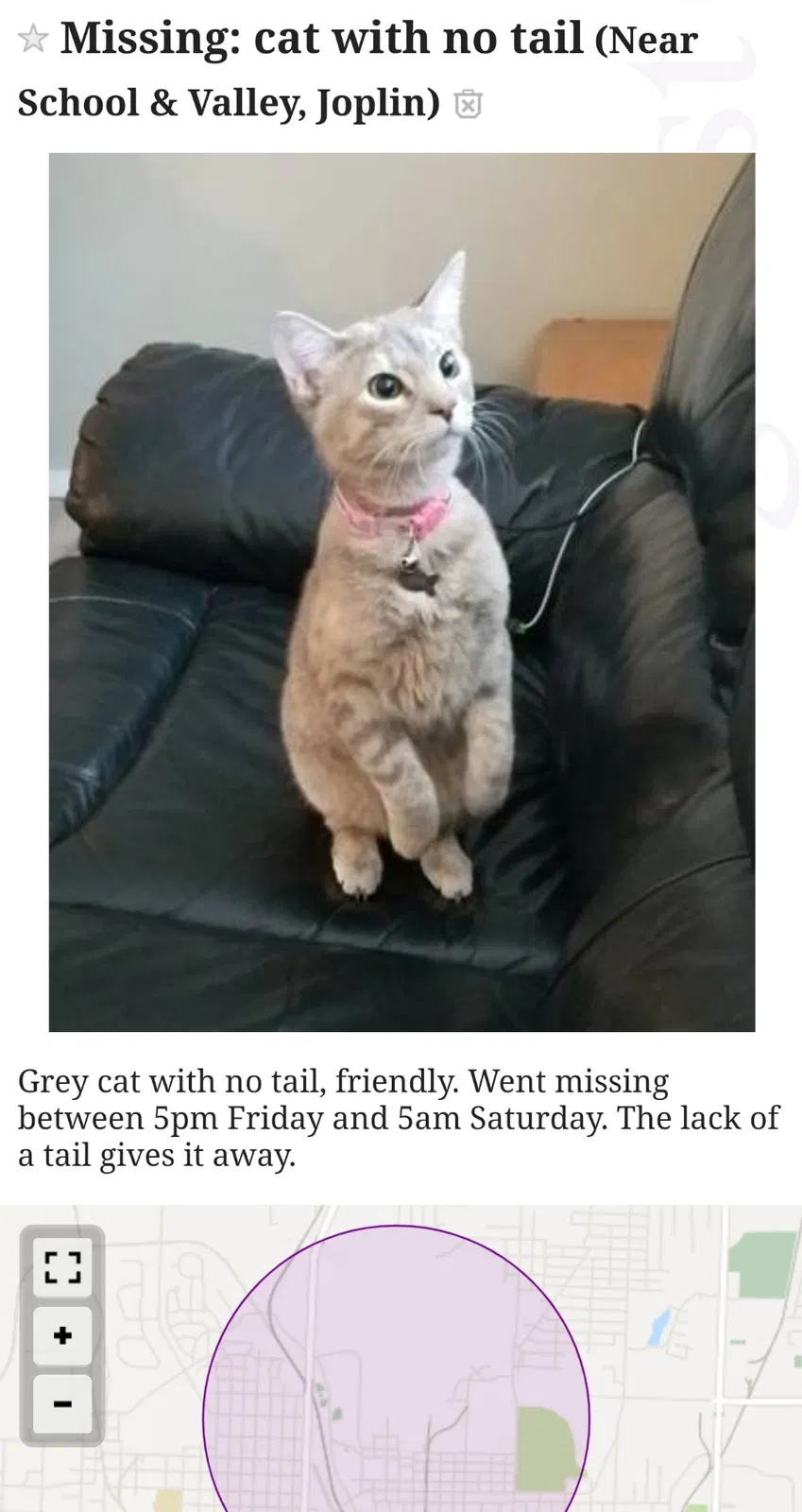 Lost cat in Joplin, MO, 64801