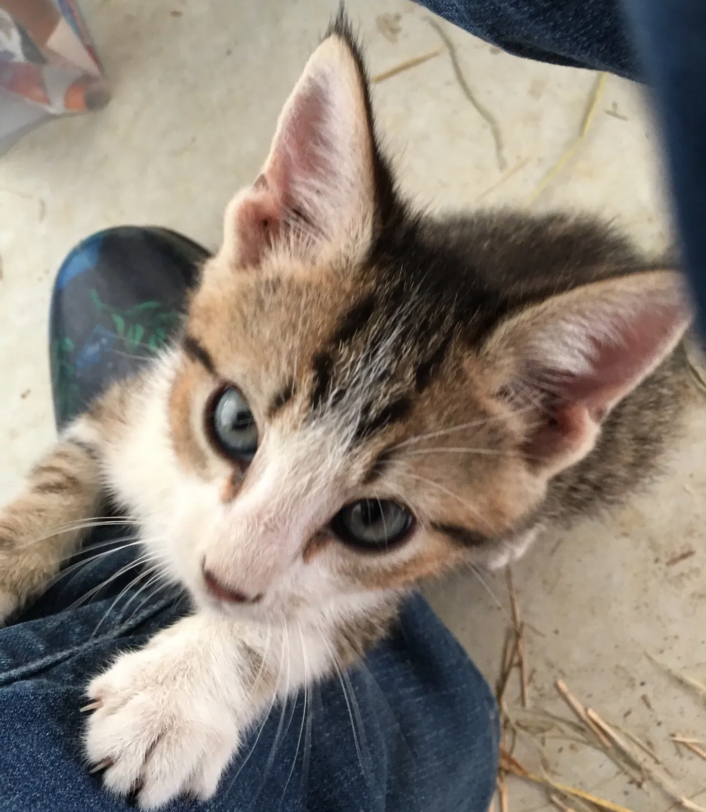 Lost cat in Duson, LA, 70529