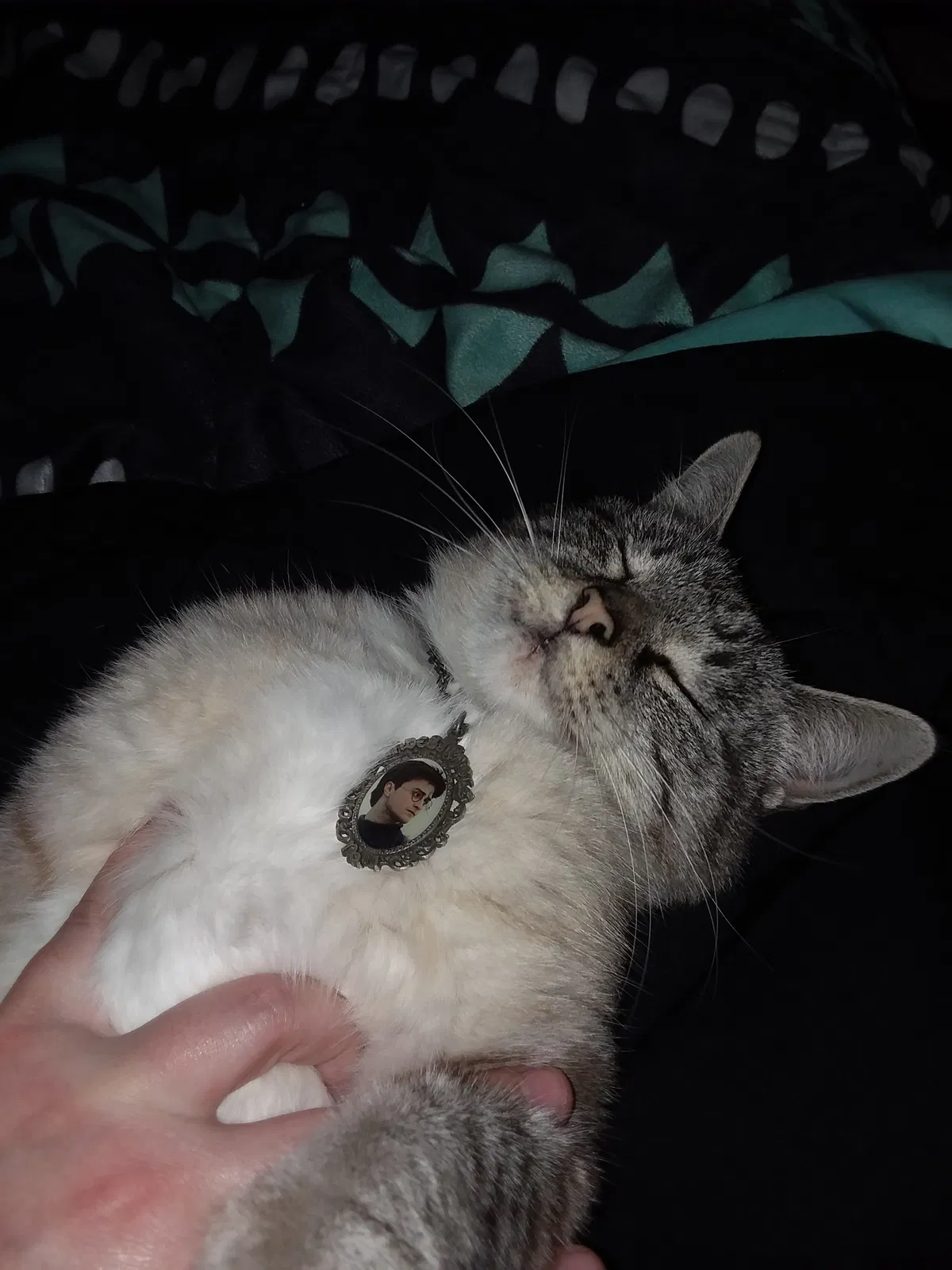 Lost cat in The Colony, TX, 75056
