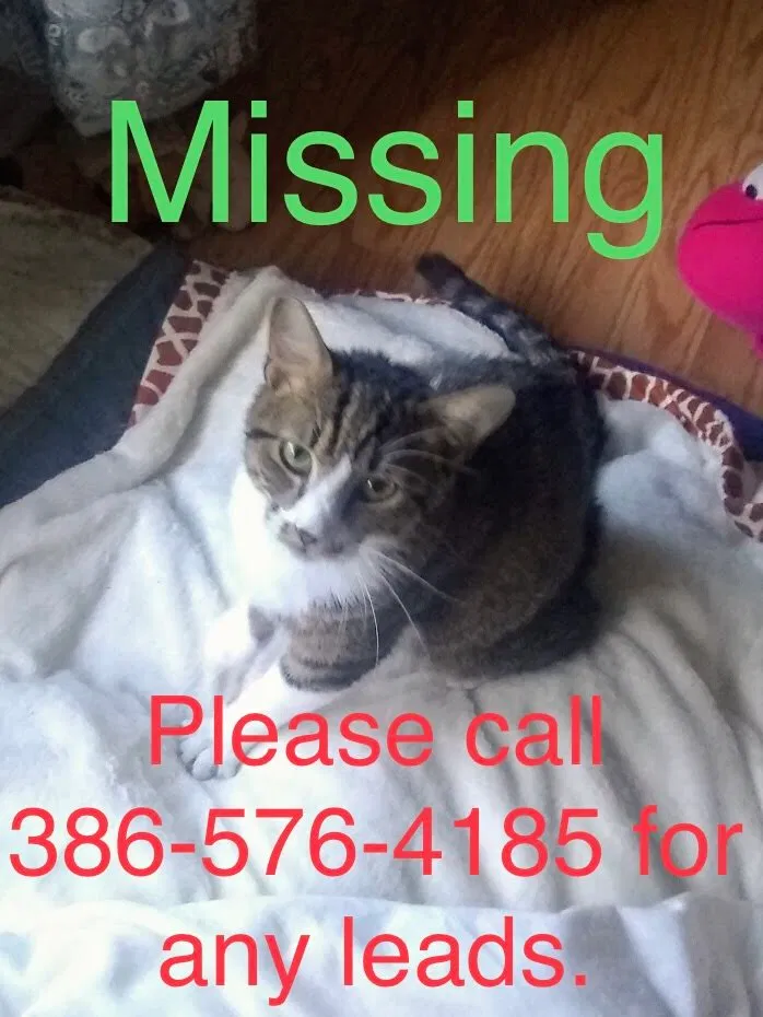 Lost cat in Unknown, FL, 327