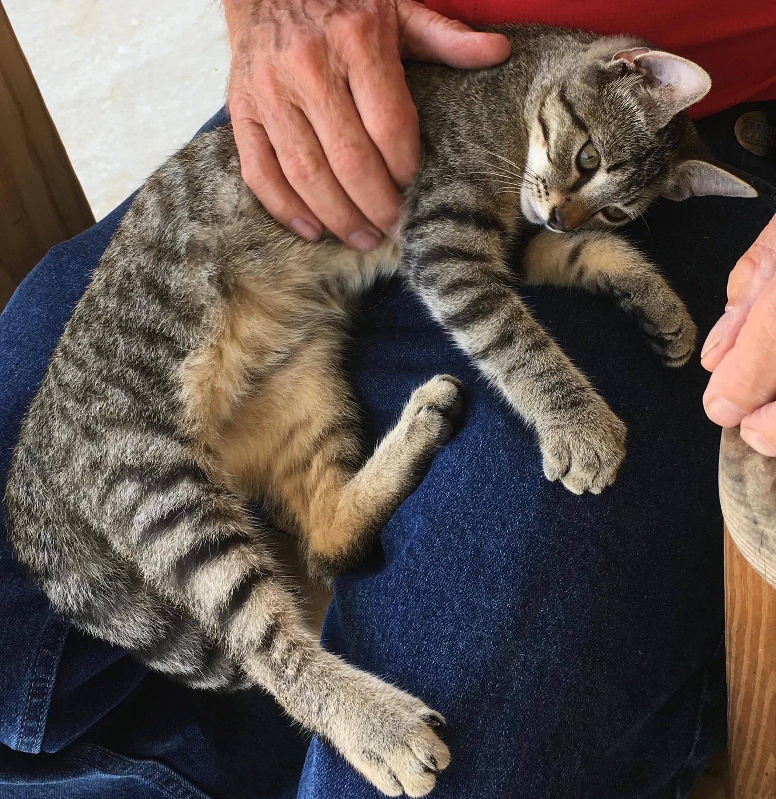 Lost cat in Duson, LA, 70529