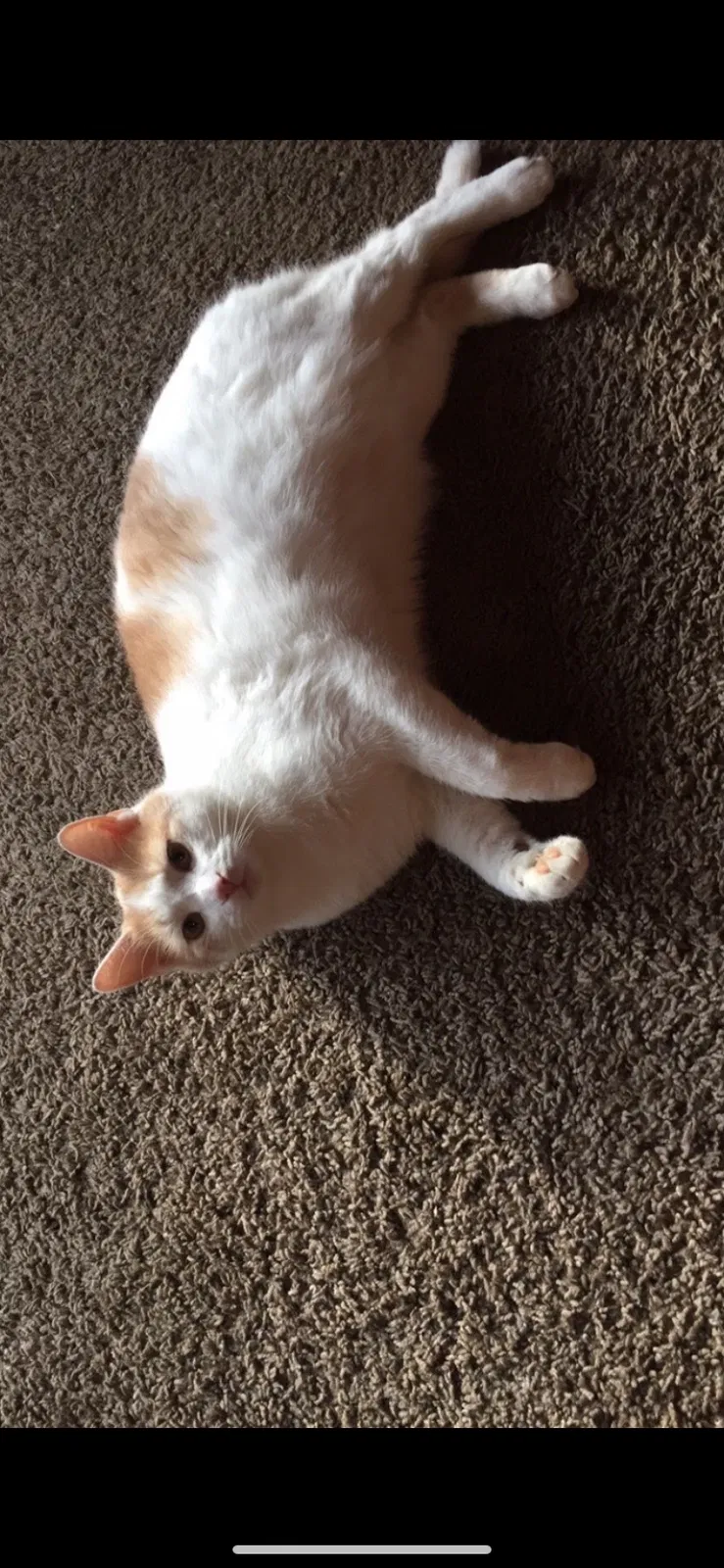 Lost cat in Cincinnati, OH, 45251