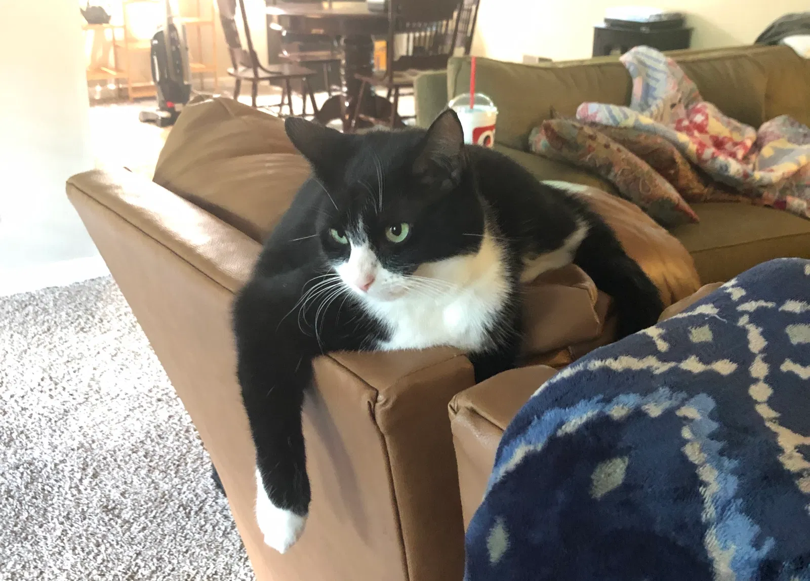 Lost cat in Marietta, GA, 30066
