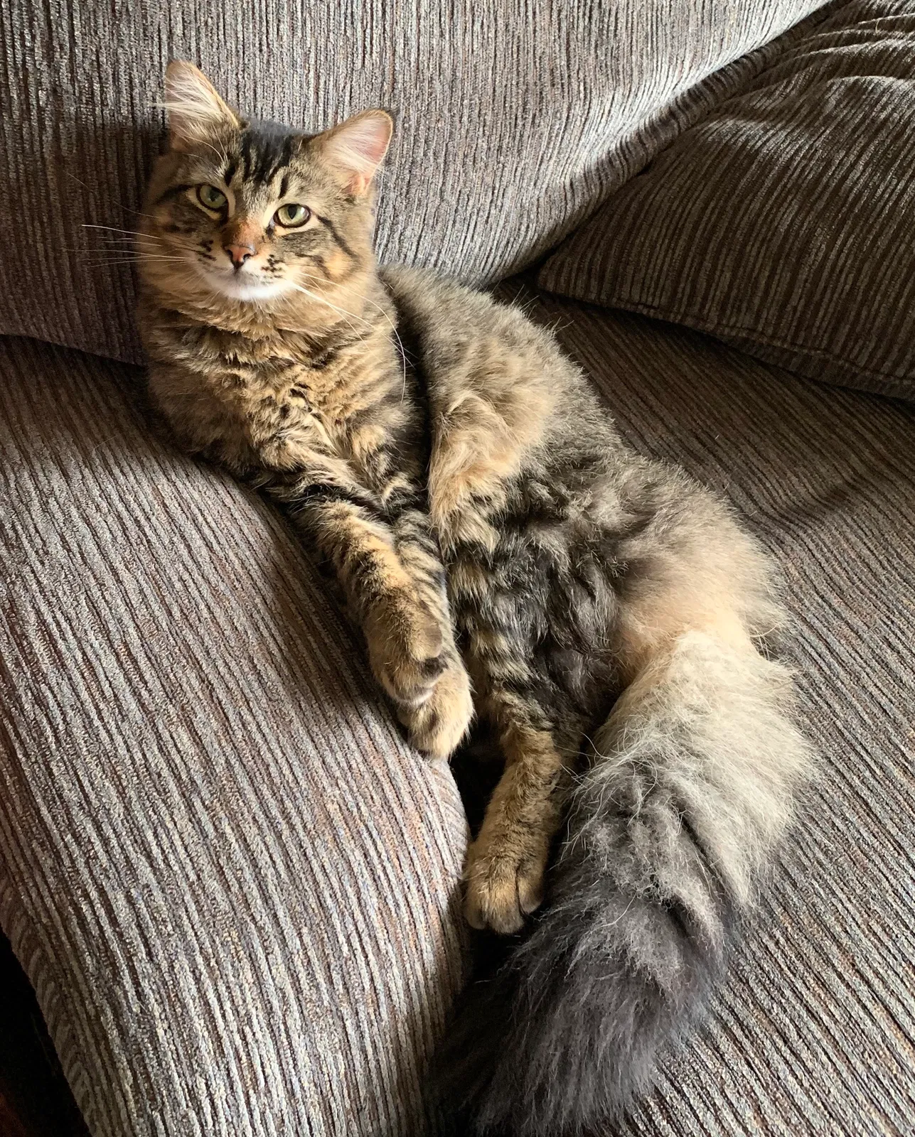 Lost cat in Battle Ground, WA, 98604