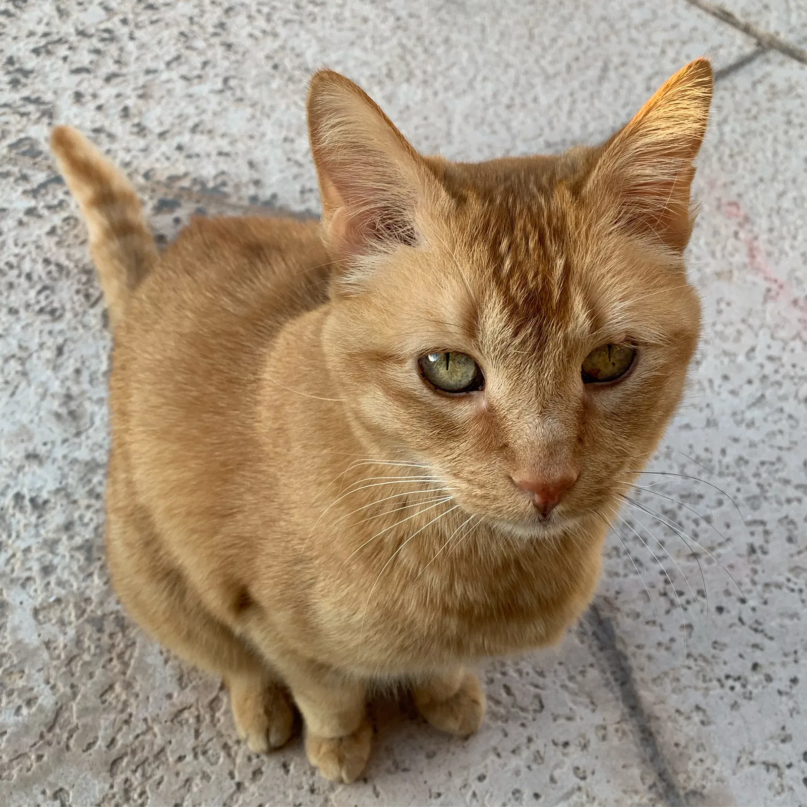 Lost cat in Tucson, AZ, 85711