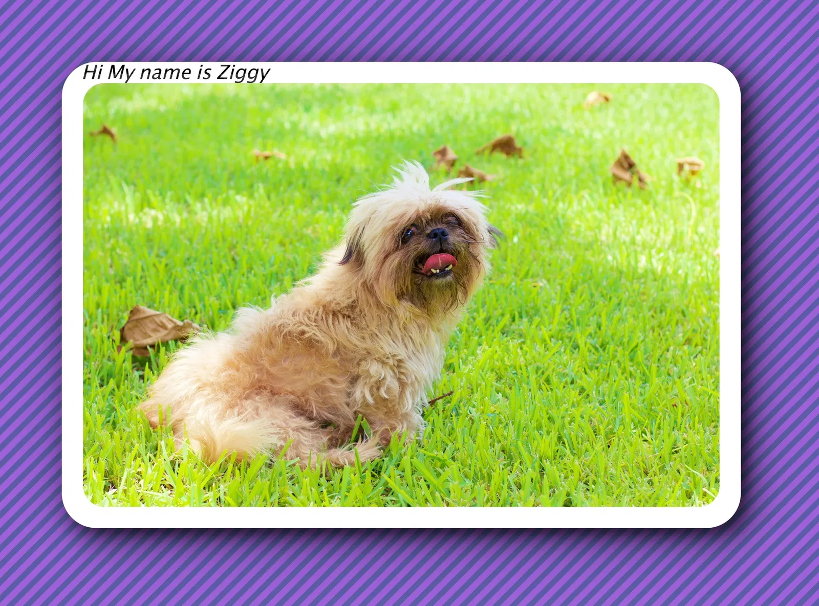 Lost dog in Fort Lauderdale, FL, 33313