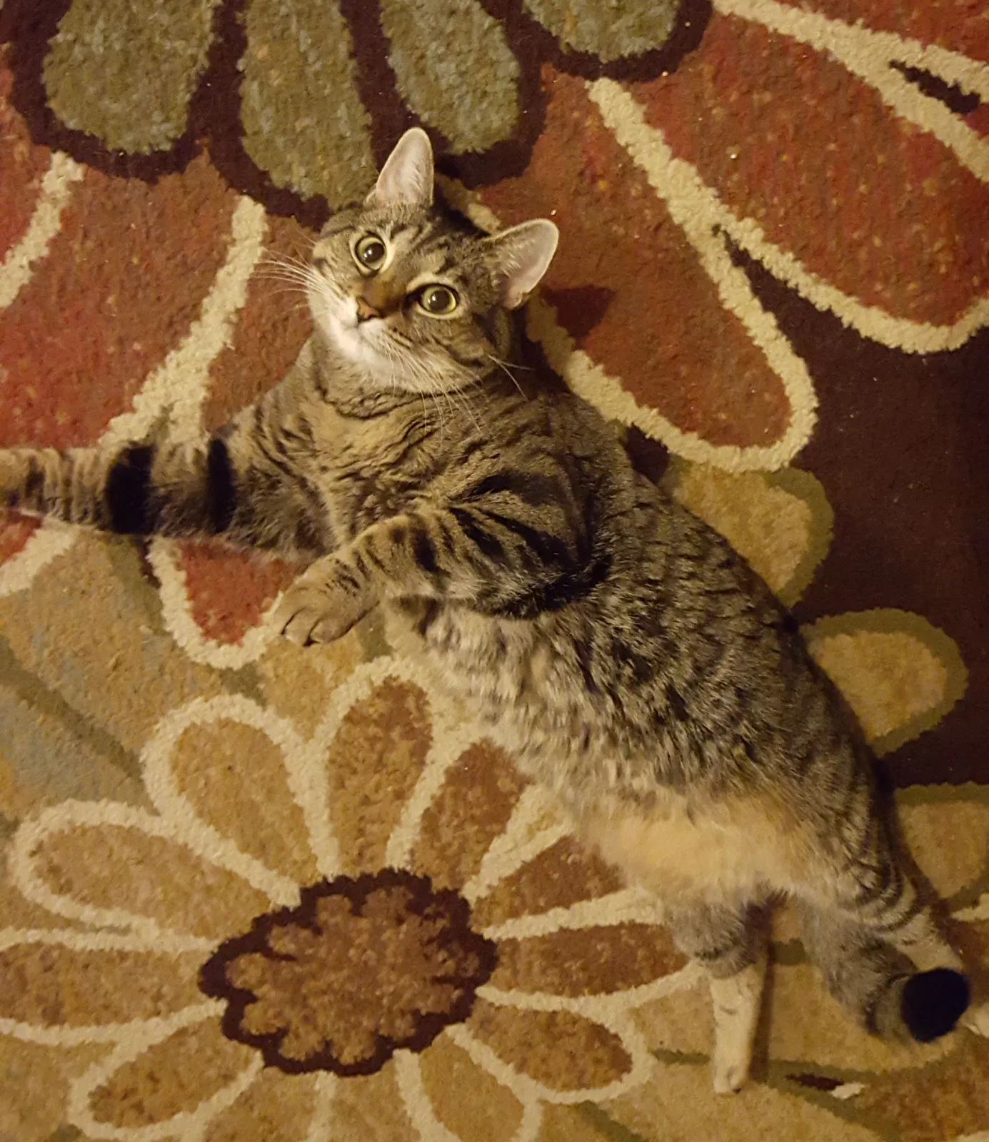 Lost cat in Greenville, SC, 29615