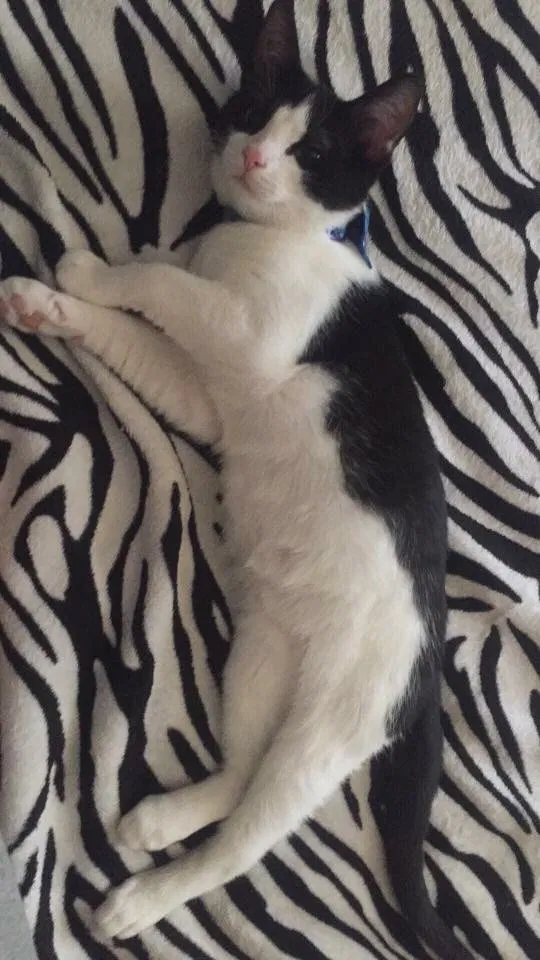 Lost cat in Cincinnati, OH, 45212
