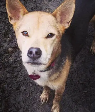 Lost dog in Hillsboro, OR, 97124