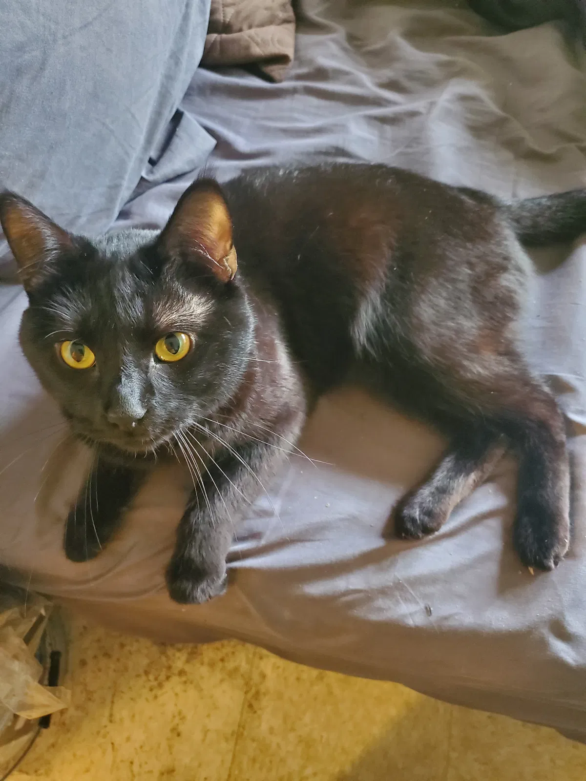 Lost cat in Saint Paul, MN, 55117