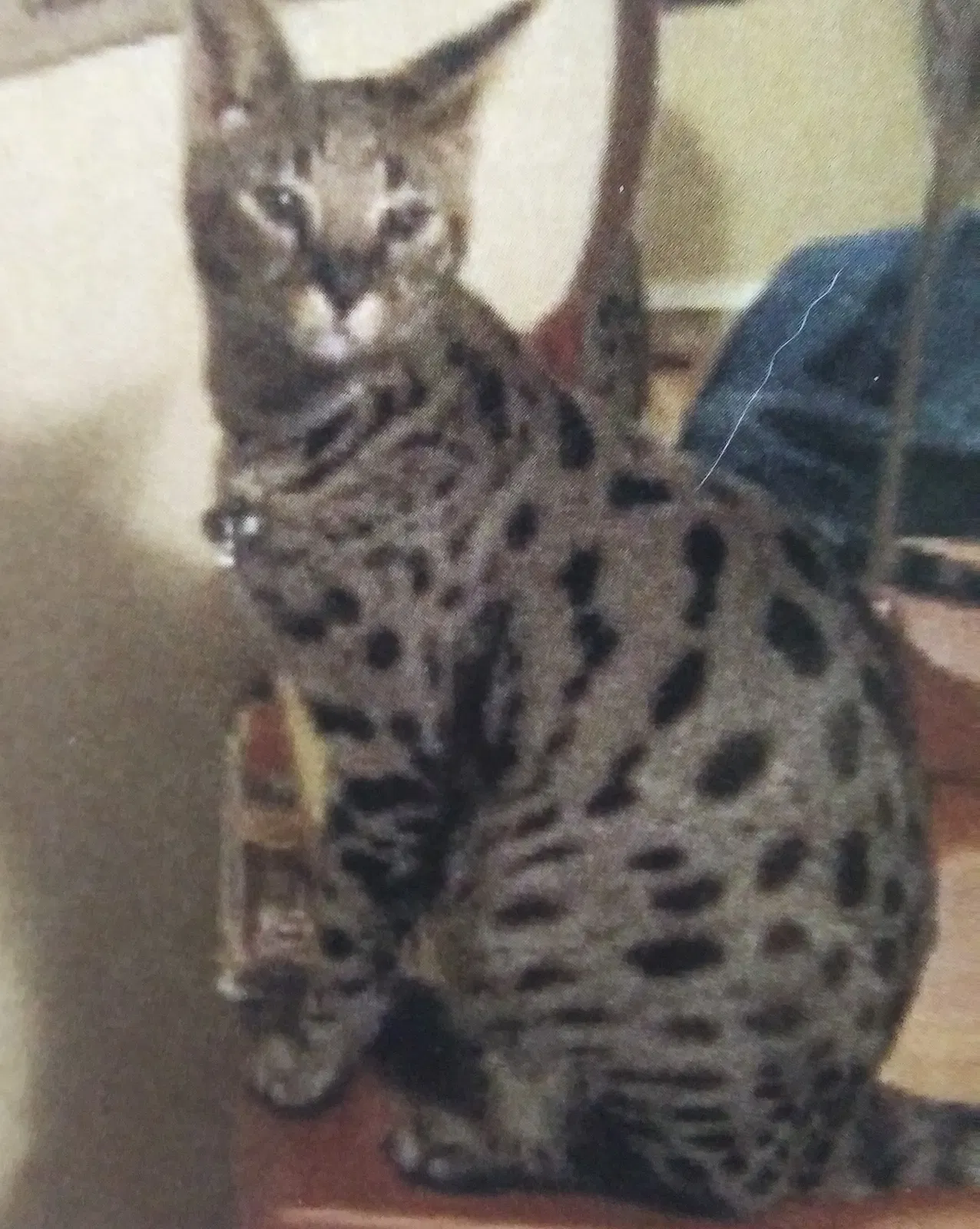 Lost cat in Oklahoma City, OK, 73119
