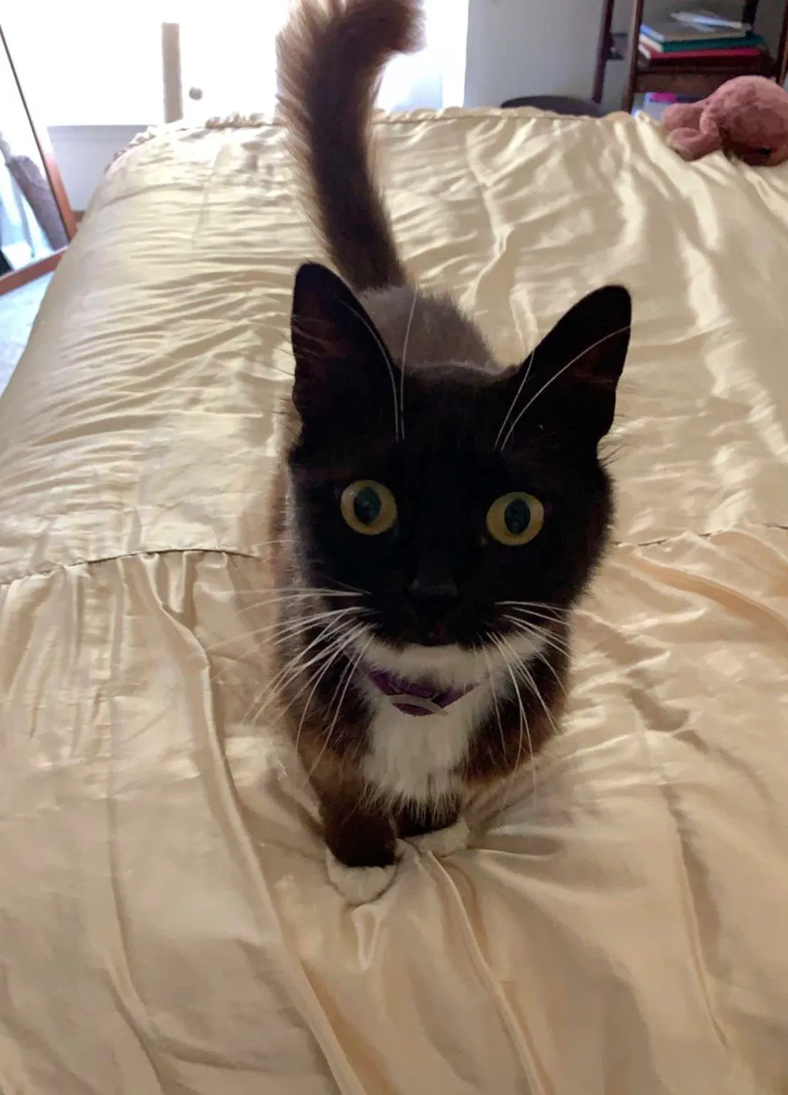 Lost cat in Oakland, CA, 94610