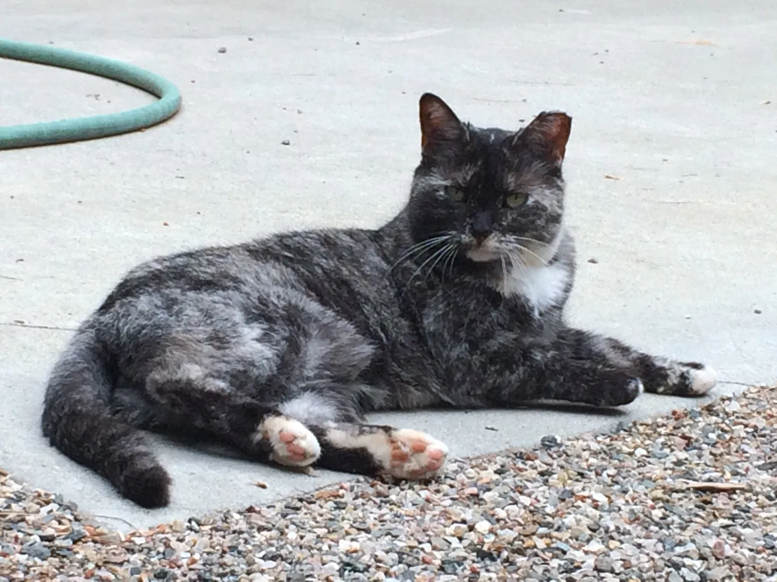 Lost cat in Belmont, MI, 49306