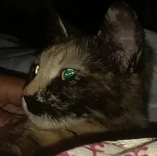 Lost cat in Citrus Heights, CA, 95610