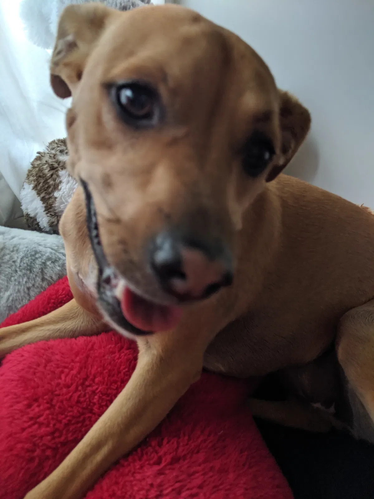 Lost dog in El Paso, TX, 79902