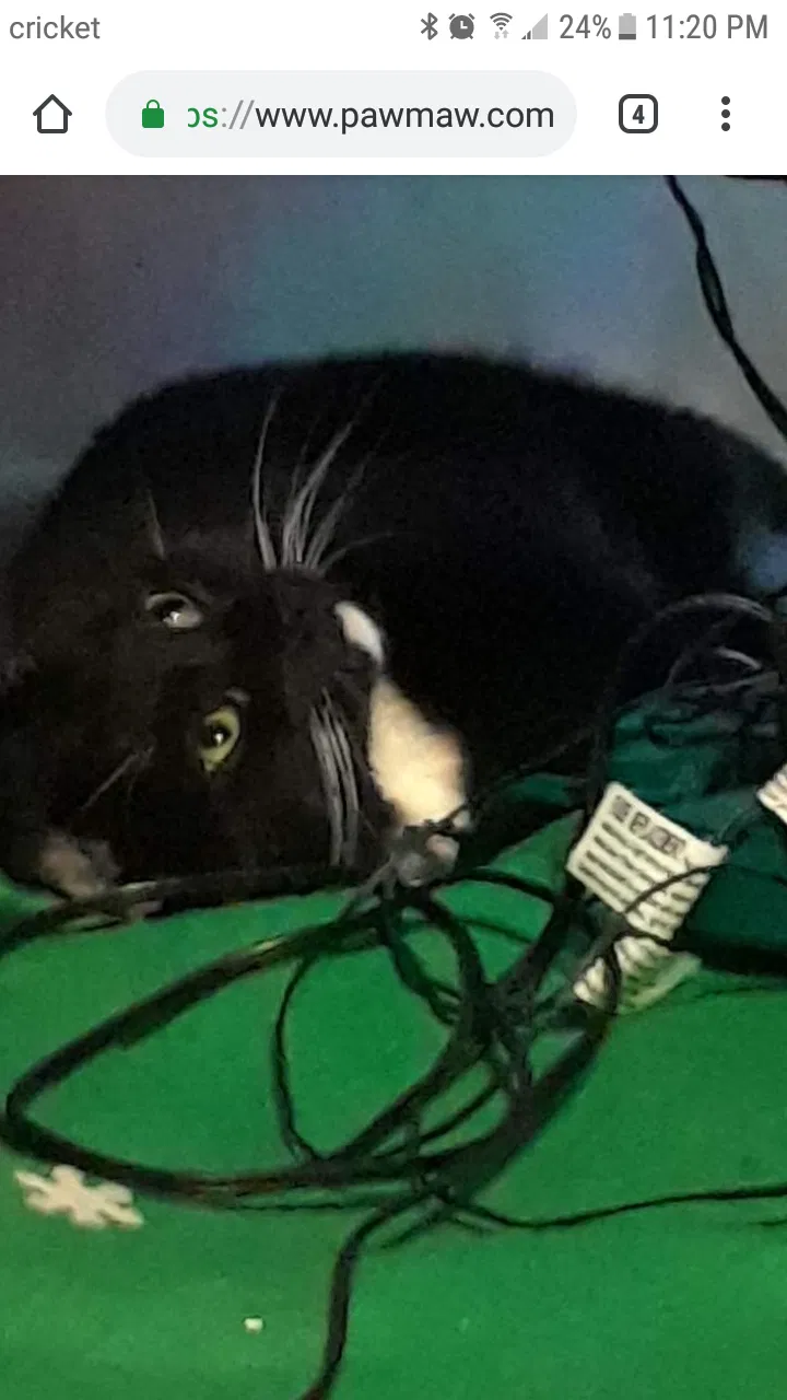 Lost cat in Denver, CO, 80233