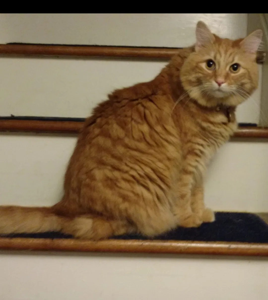 Lost cat in Vincentown, NJ, 8088