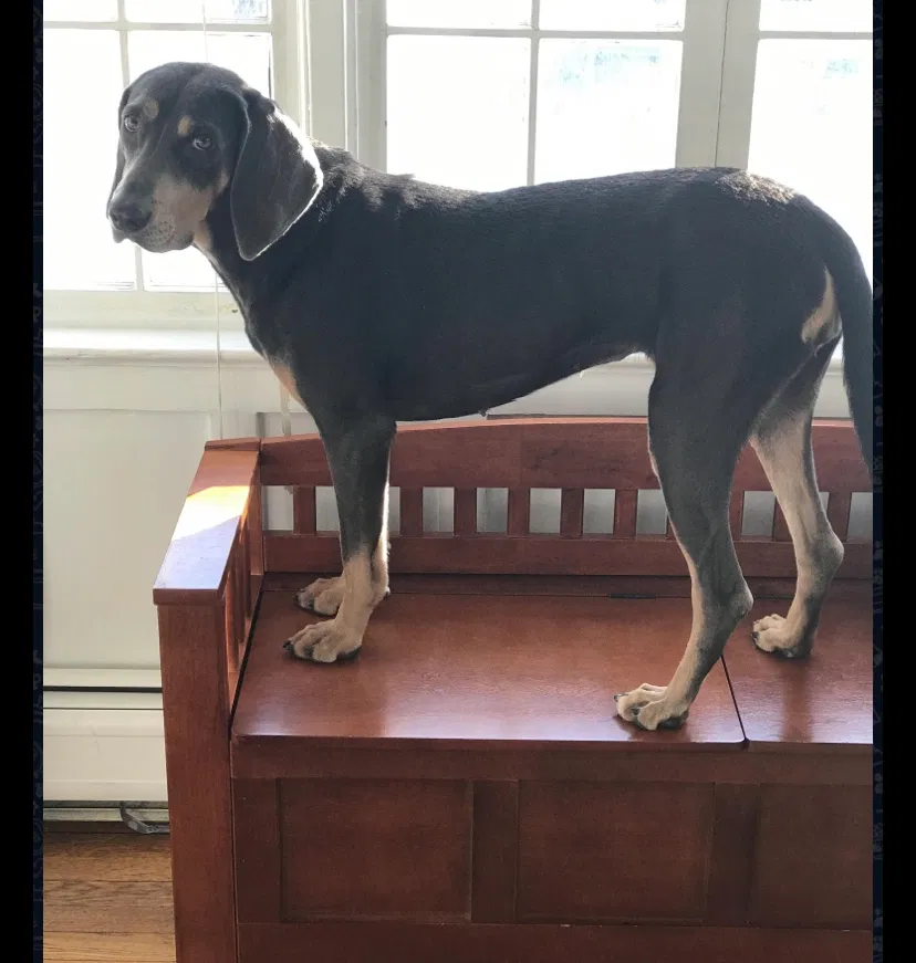 Lost dog in Norwalk, CT, 6855