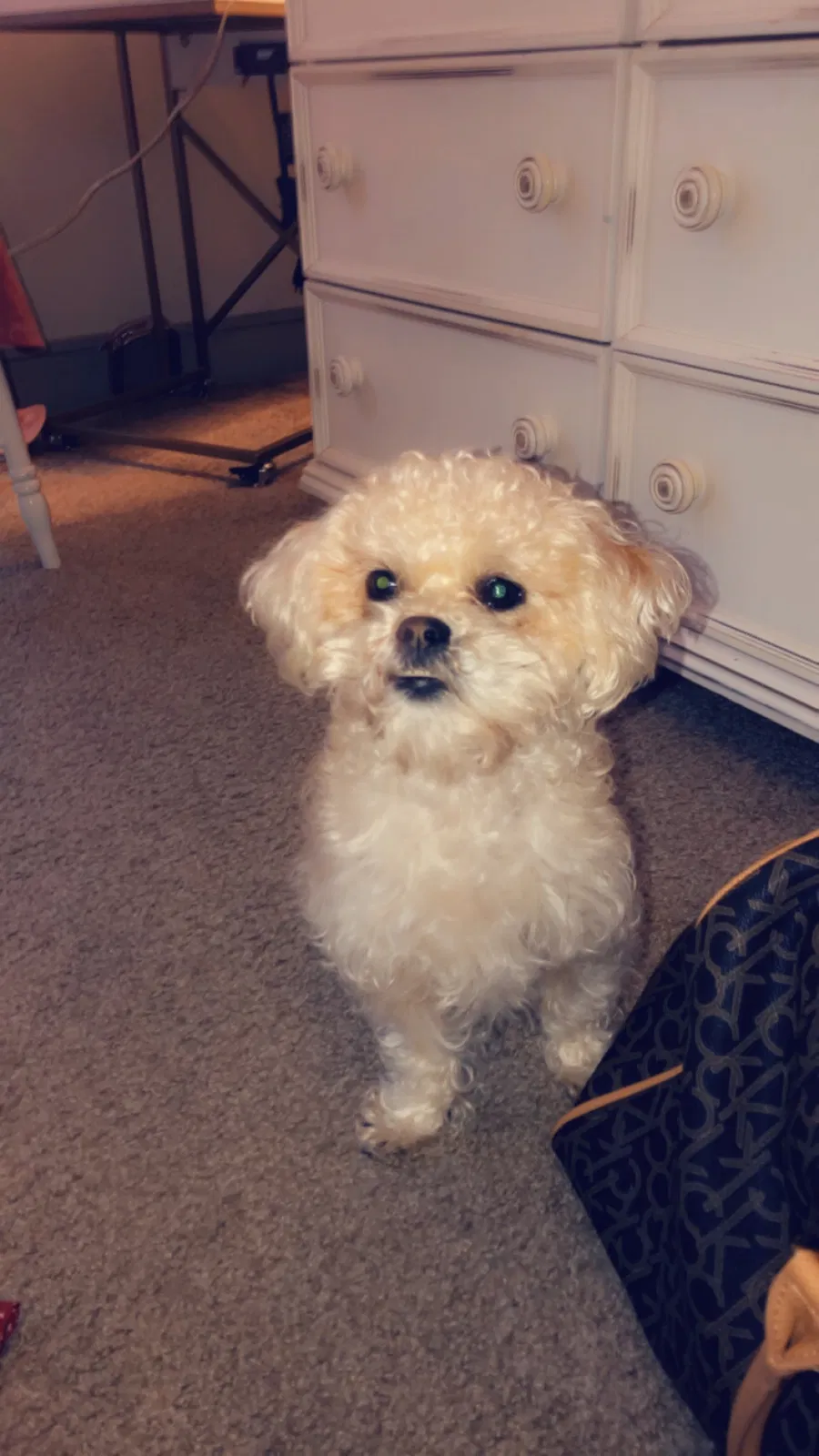 Lost dog in Navasota, TX, 77868