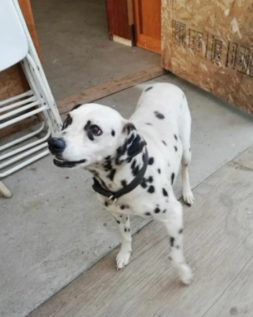 Lost dog in Modesto, CA, 95358