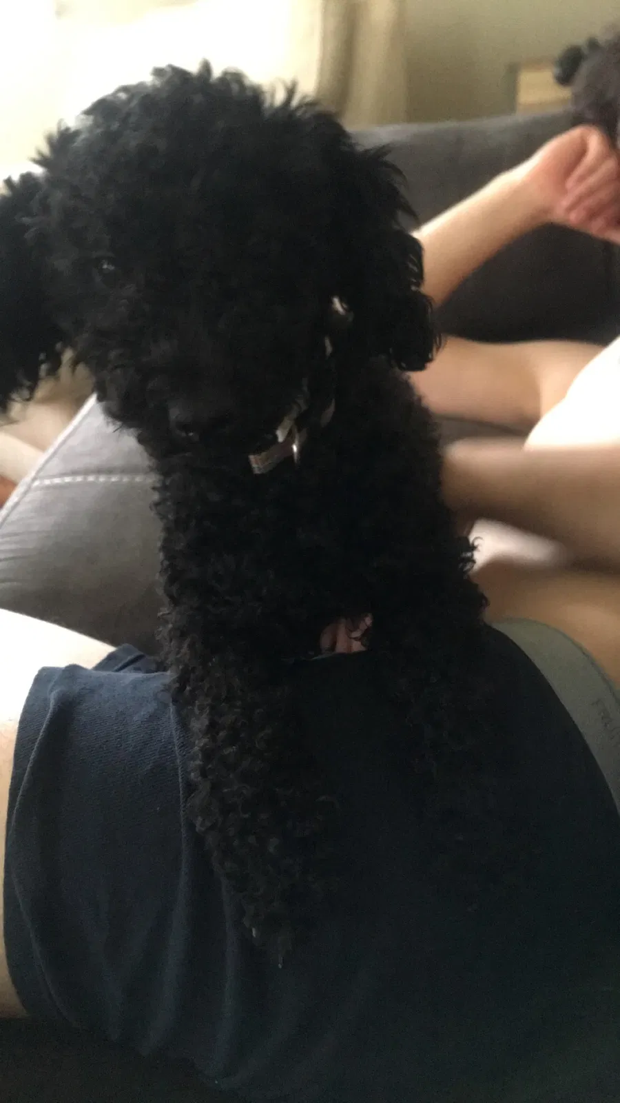 Lost dog in Grand Rapids, MI, 49507