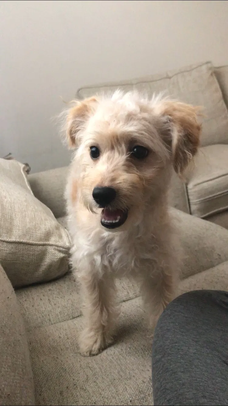 Lost dog in Torrance, CA, 90502