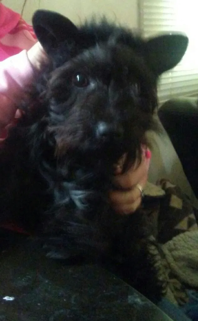 Lost dog in Redford, MI, 48240