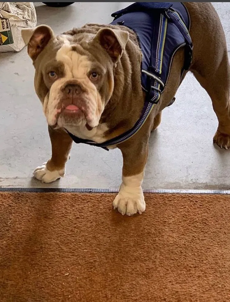 Lost dog in Pico Rivera, CA, 90660