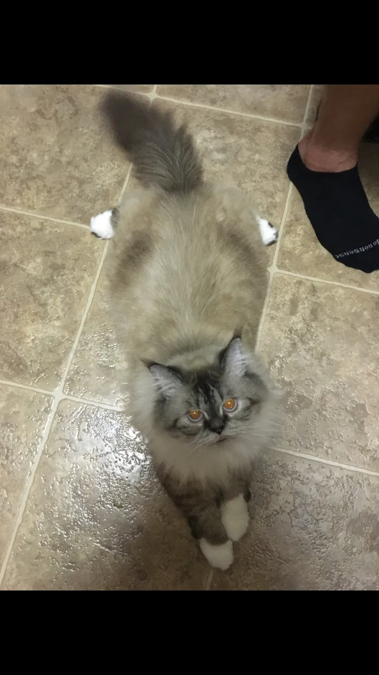 Lost cat in Virginia Beach, VA, 23451