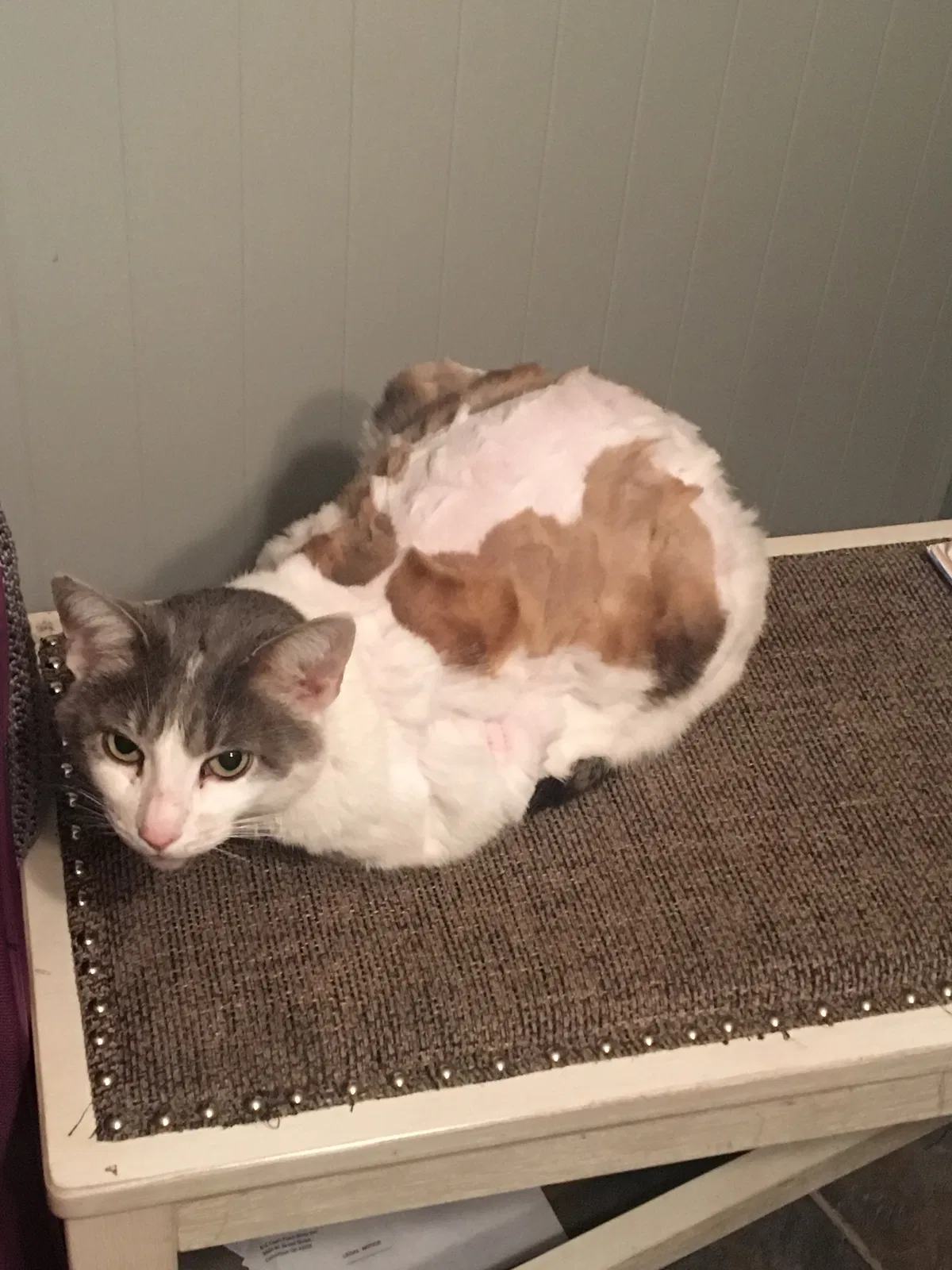 Lost cat in Columbus, OH, 43235