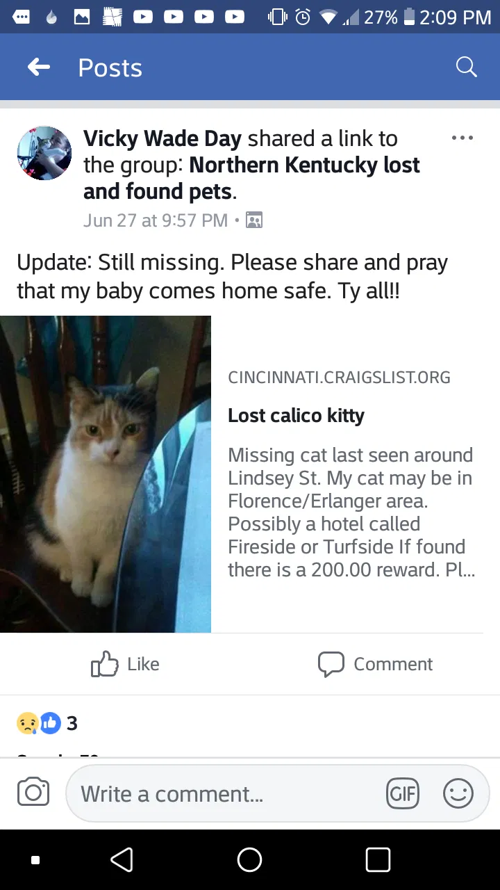 Lost cat in Newport, KY, 41071