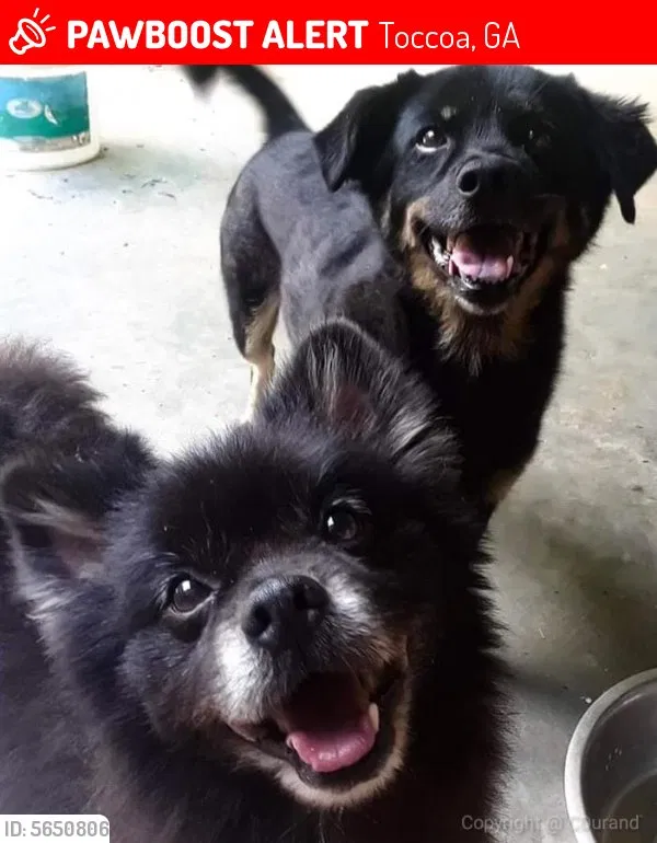Lost dog in Toccoa, GA, 30577